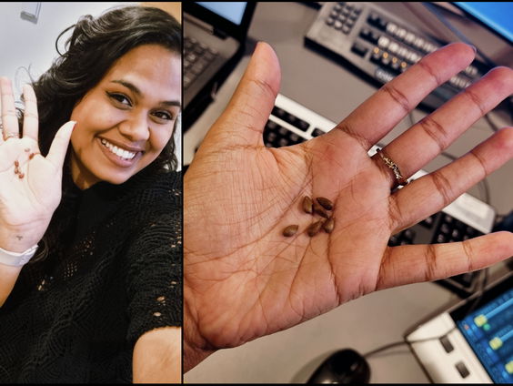 Van klokhuis naar appelboom