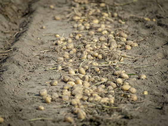 Europese Unie wil regels voor veranderen van DNA van planten versoepelen