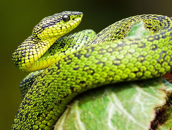 Vrouwtjesslangen hebben een clitoris: 'Bizar dat we dit nu pas ontdekken'