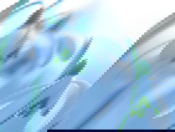 Fenolijn 1 januari 2023