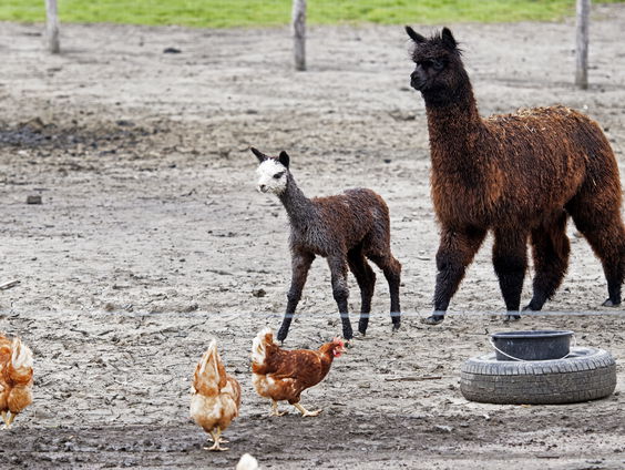 Patiënt van de week van Peter Klaver: de alpaca