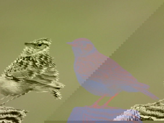 De boomleeuwerik zing 'Lulululula' | Vogelzangcursus #5