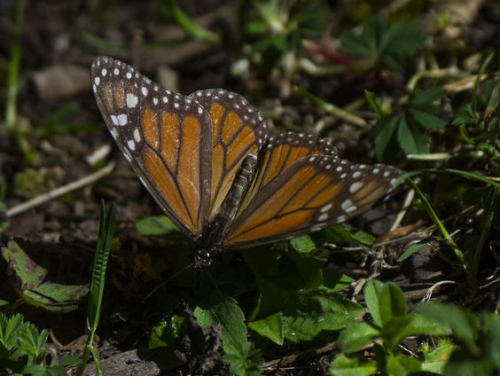 Buitenland Uitgelicht - Mexico