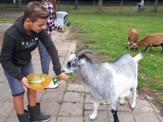 Kinderboerderijen maken voortdurend plaats voor aaibaar jong spul