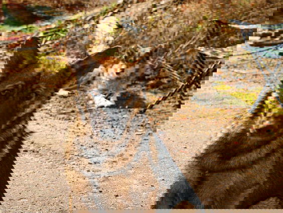 Dierenleed door oorlog in Oekraïne