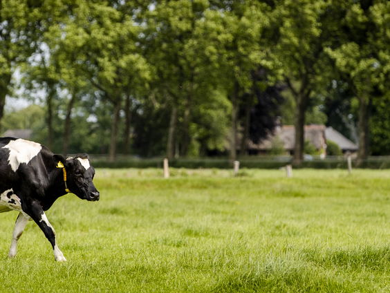 Boer geeft reactie op stikstofbeleid
