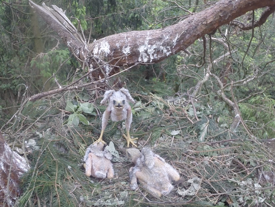 Veerverlies en vergeelde huid: onkruidgif treft roofvogels