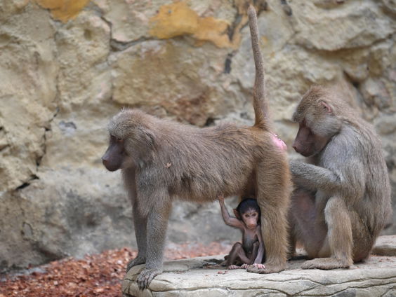 Wat politici van apen kunnen leren