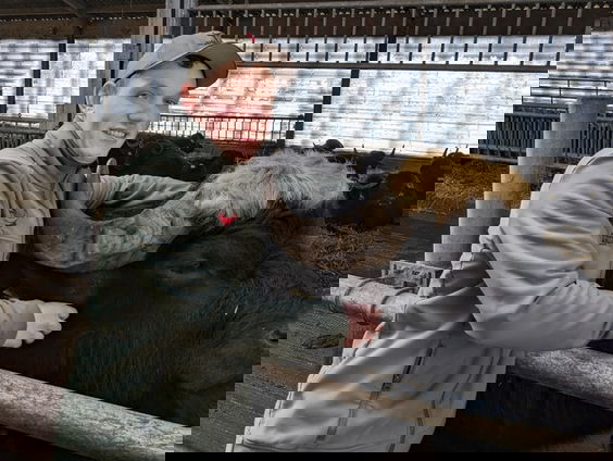 Nieuwe groene boeren