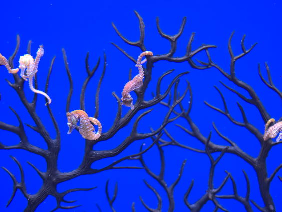 Verdelen dieren de zorgtaken tussen man en vrouw een beetje eerlijk?