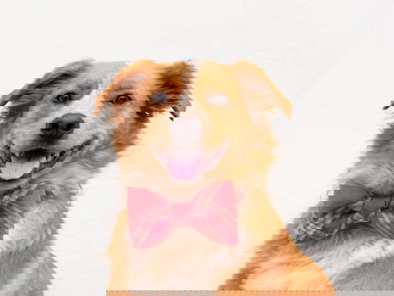 Een hond als minister-president, dat zou ons land goed doen!