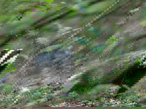 In Appelscha wordt de das wakker als de lichten op de camping doven