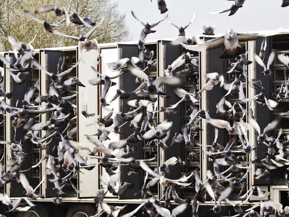 Sportduiven ter waarde van 2,2 miljoen
