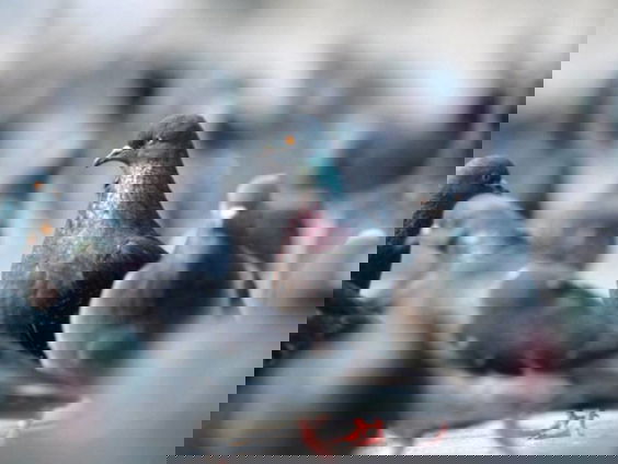 Bioloog Auke-Florian Hiemstra over de intelligente duif