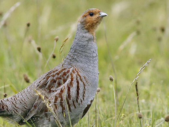 Hazen tellen voor de patrijs