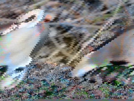 Fenolijn 7 januari 2024