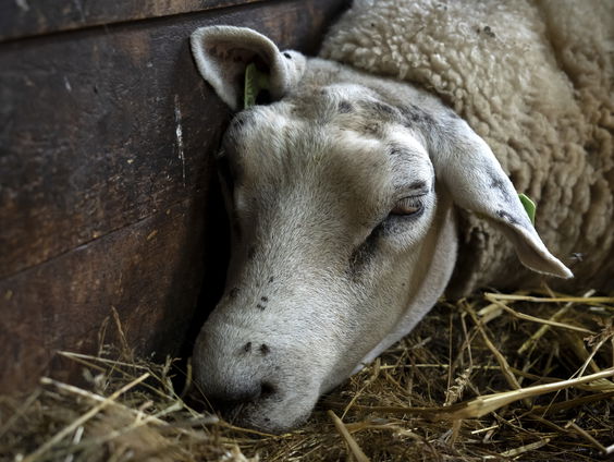 Wanneer komt er in Nederland een vaccin tegen blauwtong?