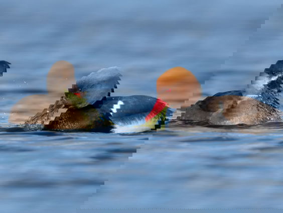 Wintereend: krooneend