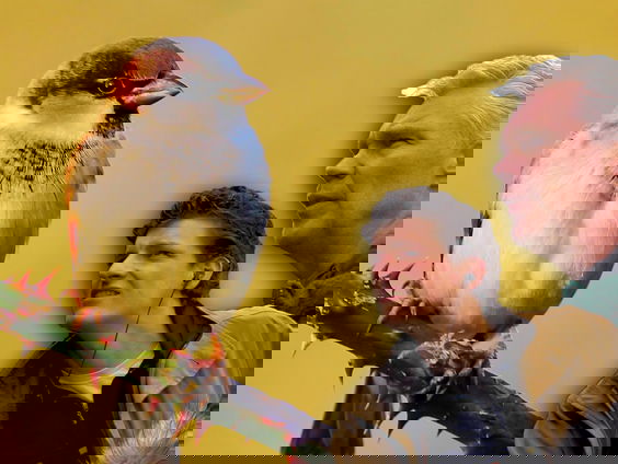 Maak van je tuin of balkon een mussenparadijs