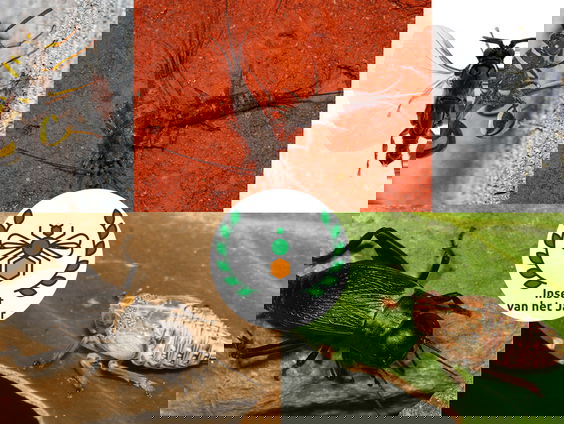 Kanshebbers 'insect van het jaar' bekend