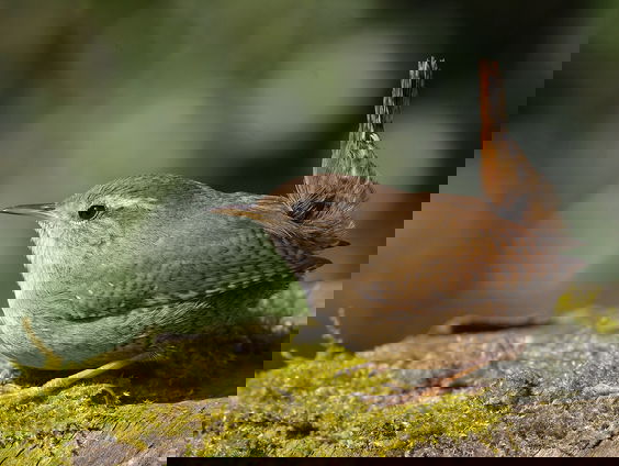 Geitenmelker en volgwolk: alle mooiste vogelwoorden in een boek