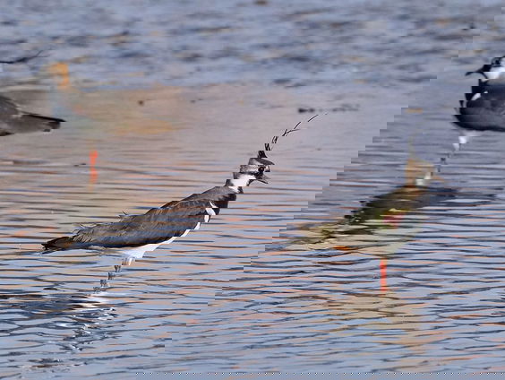 Fenolijn 13 februari 2022