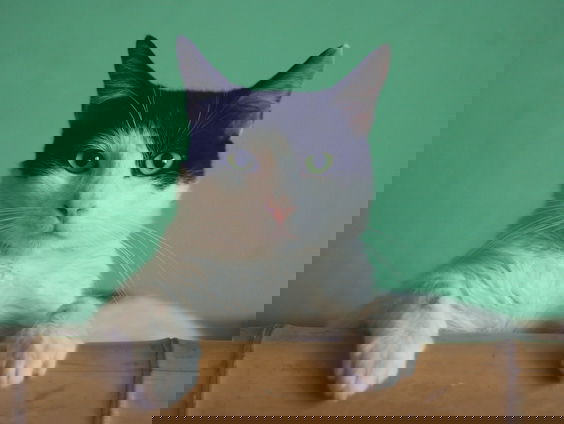 Waarom zijn catfluencers zo ontzettend populair?