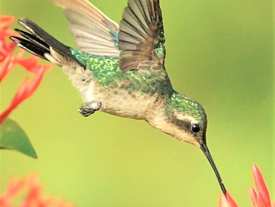 Felgekleurde straaljagertjes: de kolibries op Aruba