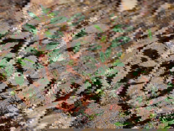 Floristische Verstekelingen: het tuincentrum als plantenverspreider