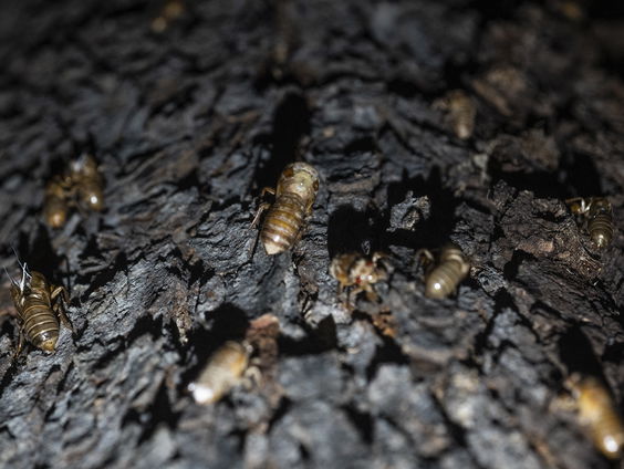 Kolonie termieten gevonden