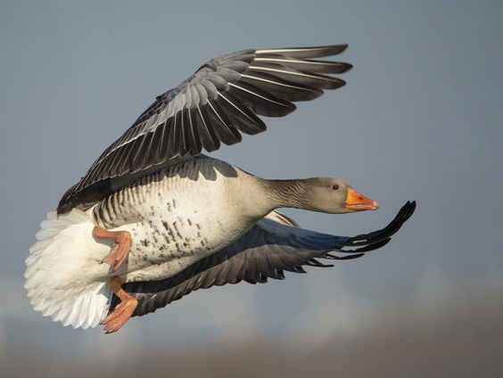 Liefde voor de grauwe gans