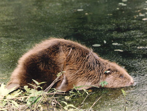 Lokale bewoners helpen de natuurr een handje op landgoed Hackfort