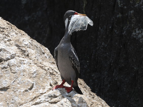 Mensen ademen, eten en drinken plastic...