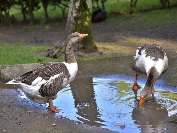 De gans is het nieuwe stikstof voor de boer