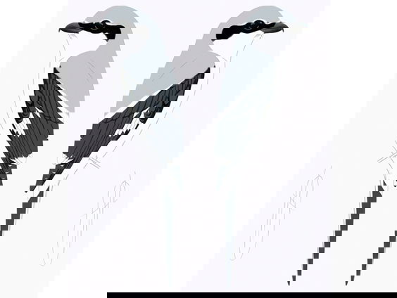 Liefde voor de klapekster