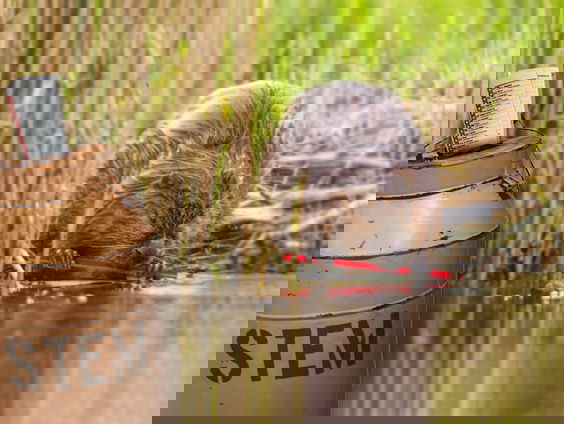 Hoe geven politieke partijen de natuur een stem in de verkiezingen?