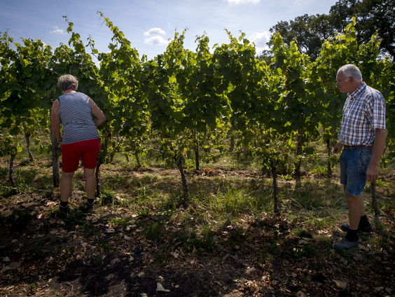 Live-Explainer: Steeds meer Nederlandse wijn