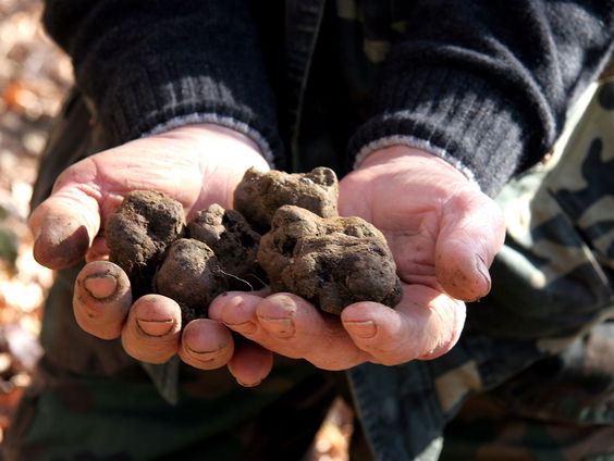 Syrische truffelzoekers gedood door IS
