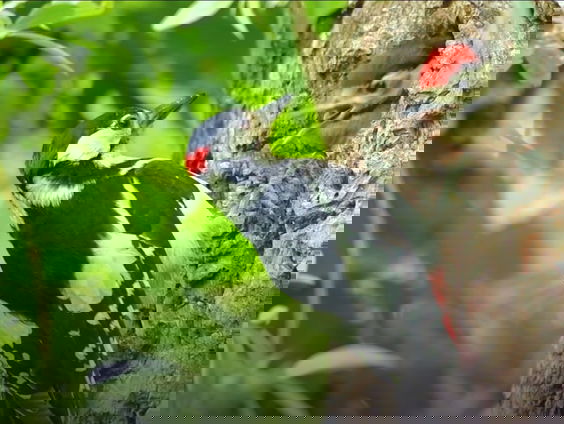 Fenolijn 18 december 2022