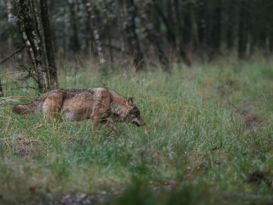 Mag je een wolf afschrikken met een paintballgeweer?