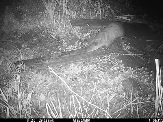 Na 50 jaar is de otter terug in Amsterdam