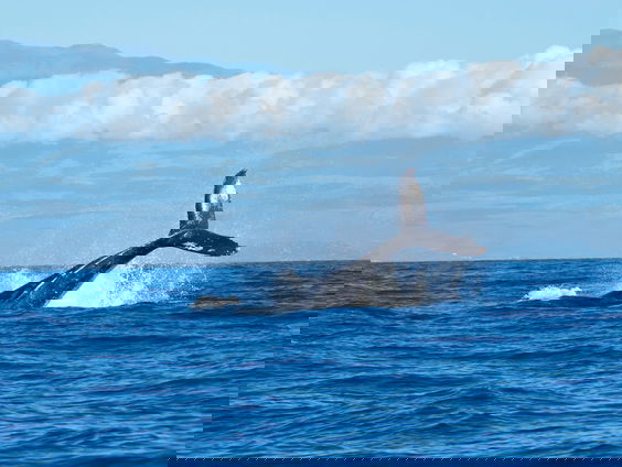 Bibliotheek GLUBS gaat geluiden zeezoogdieren, vissen en ongewervelden in kaart brengen