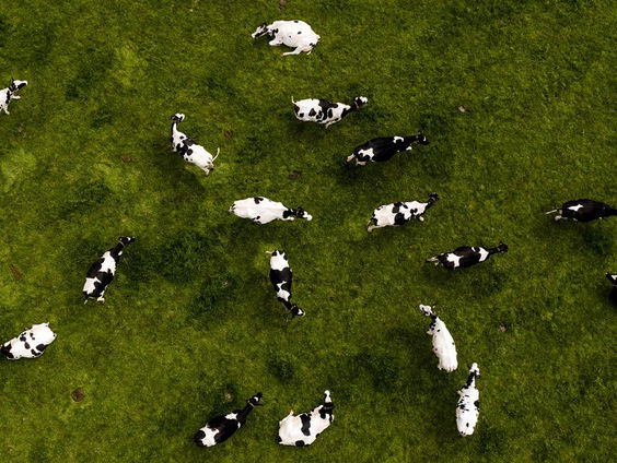 Veehouder Bartele Holtrop doet het net even anders