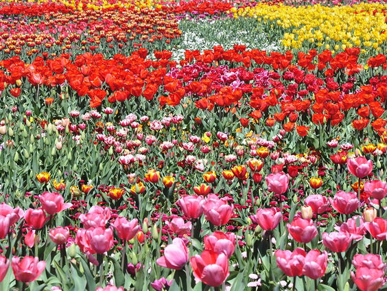 De Floriade uit Zoetermeer stopt ermee na ruim honderd jaar
