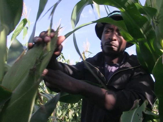 Succes in strijd tegen heksenkruid