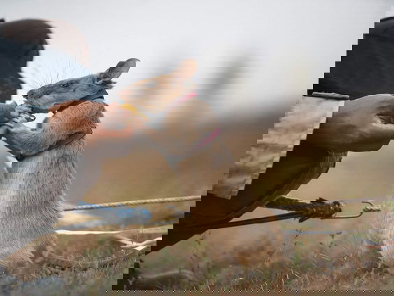 Ratten speuren binnenkort mensen op tussen het aardbevingspuin