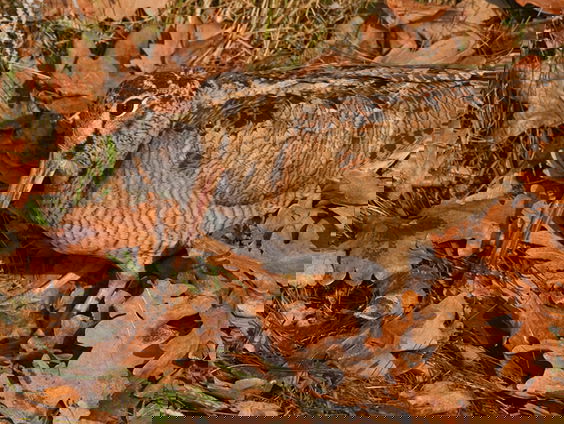 Fenolijn 27 november 2022