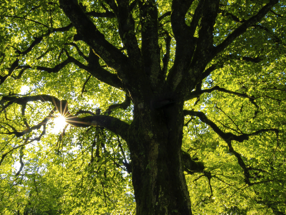 Milieudefensie: Shell kan C02-uitstoot niet compenseren met bomen