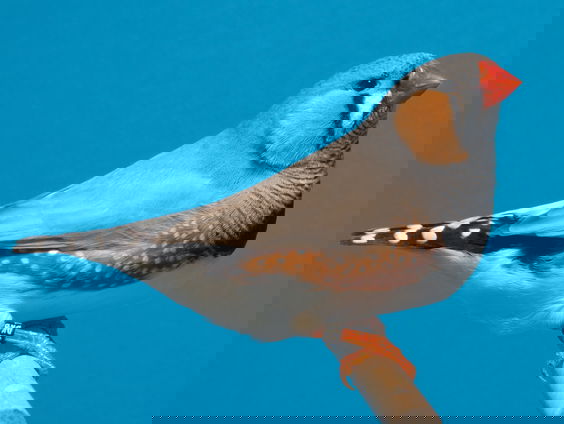 Rowdy van Son strijdt met zijn zebravinken voor hun vijfde wereldtitel