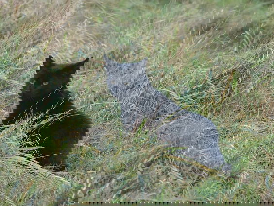 Op Texel halen ze katten uit de natuur